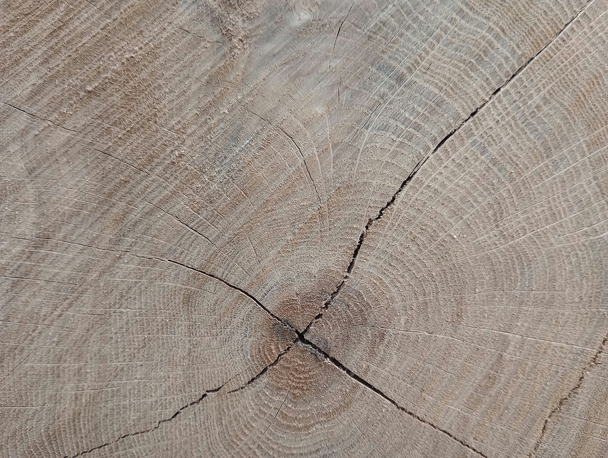 Showing the end of a trunk slab of European oak.